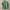 Green Lacoste Polo Shirts photo 1
