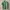 Green Lacoste Polo Shirts
