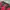 Adidas Y2K Sportswear Jersey Pria red black photo 3