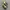 Asics Novablast 4 Green Olive