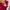 The North Face Gorpcore Puffer jacket Wanita pink photo 6