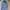 INDIAN M L B  HODIE STRIPE