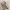 CONVERSE CT Allstar Hi Military Camo Army (RARE) photo 1