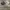 Celana Pendek Cargo Normandy Style photo 2