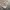 Celana Pendek Cargo Normandy Style photo 5