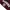 Hoodie Champion Harvard University