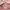 Gucci Luxury Tote bag Wanita pink photo 6
