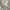 GAP Casual Polo shirt Pria white gray photo 2