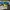 Skater Casual Casual pants Pria green photo 4