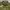 Kemeja Army Sukajan Viet