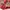 PANCOAT KIDS WINBREAKER ZIP HOODIE JACKET | OUTERWEAR | JAKE photo 7