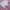 Jacket winter puffer goose down anak paw in paw beruang pink photo 2