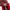 Puma Speedcat OG Red White photo 5