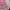 Y2K Coquette Cami top Wanita white pink photo 4