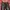 Japanese brand y2k Red pepper mudwash denim photo 8