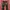 Japanese brand y2k Red pepper mudwash denim photo 2