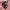 Y2K Grunge Shirt Wanita pink photo 4