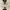 Staccato Minimalist Casual Flat Wanita black photo 8