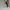 Shein Minimalist Casual dress Wanita cream photo 3