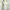 Daily Yana Made In Korea Cream Floral Long Sleeve Midi Dress