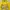 ECKO TSHIRT YELLOW photo 2