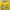 ECKO TSHIRT YELLOW