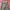 Forsky casual military pants  photo 3