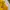 Champion Blank T-Shirt Yellow Mustard Made in Haiti photo 4