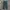 Gold Gentleman Longpants Dark Green photo 4