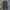 Gold Gentleman Longpants Dark Green