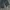 Gold Gentleman Longpants Dark Green photo 3