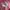 H&M| Women's Knit Premium Cardigan|Pink Peony photo 7