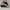 Marni Pablo lace up black white photo 1