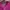 TEENIE WEENIE| Oneck Sweatshirt Cable Pink  photo 3