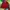 Kappa Vintage Sportswear Windbreaker Pria red photo 2