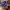 Jordan 1 Retro High 
OG Court Purple photo 4