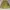 Rok tartan yellow/ rok kotak korak photo 1