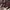 TORRAS WORLD BARCELONA SPANYOL CASUAL SLIM KERAH SANGHAI photo 4