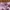outer pink photo 2