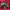 Topi NY Brooklyn Camo New Era