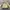 COAX Jacket Hidden Hooded Brown Faded jacket photo 2