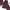 Minimalist Jumpsuit Wanita Burgundy