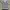 Bean Pole Polo Shirt Rare Tag photo 1
