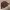 Dark brown heavy weight basic crewneck photo 2