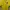 Sportswear Jersey Pria Yellow
