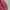 Champion Streetwear Casual Hoody Pria burgundy photo 5