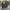 ORIGINAL Juventus 2016/17 Pre-match Shirt photo 2