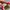Vans Authentic Aneheim Factory photo 6