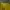 Culottes Mustard