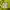 Grooverhyme Casual Sweatshirt Pria yellow photo 7
